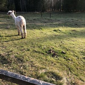 Meet your Posher, Leslie